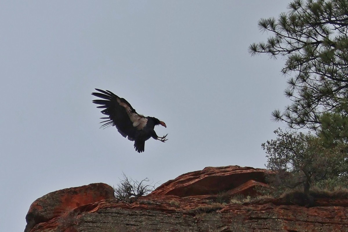ML667430979 - California Condor - Macaulay Library