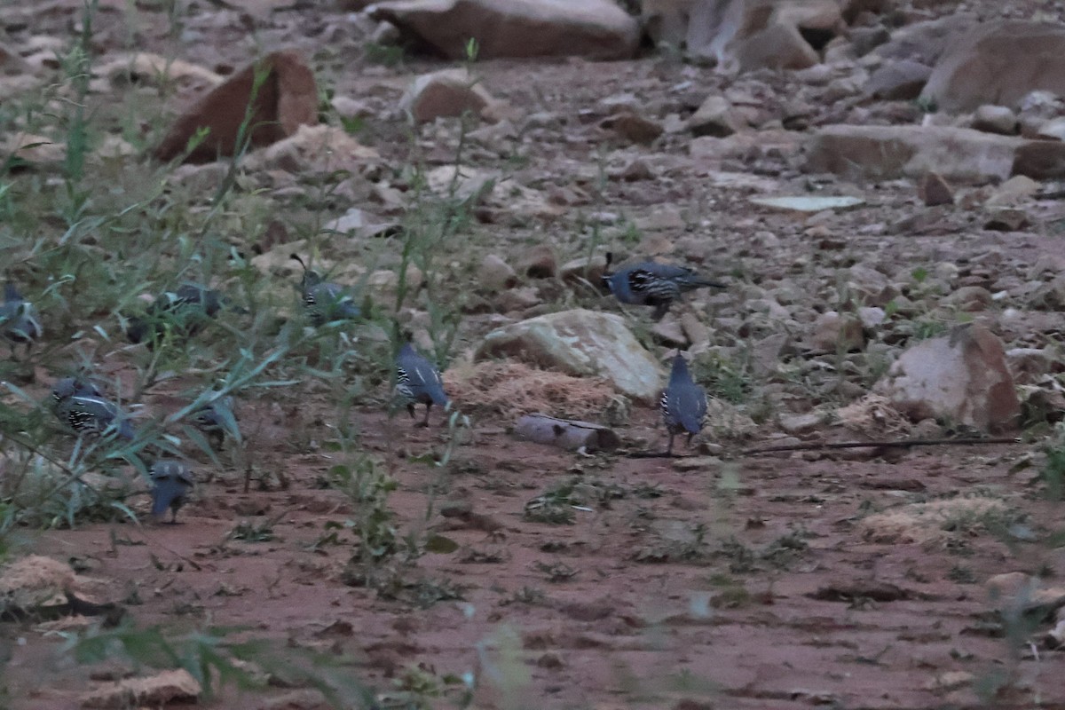 eBird Checklist - 22 Oct 2026 - Quail Creek Reservoir & SP - 8 species