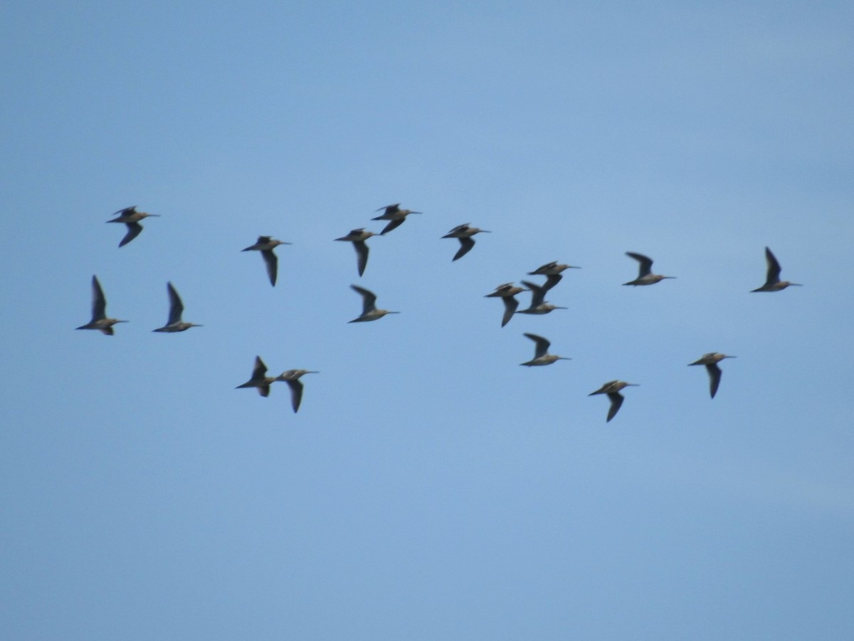 Short-billed/Long-billed Dowitcher - ML66743351