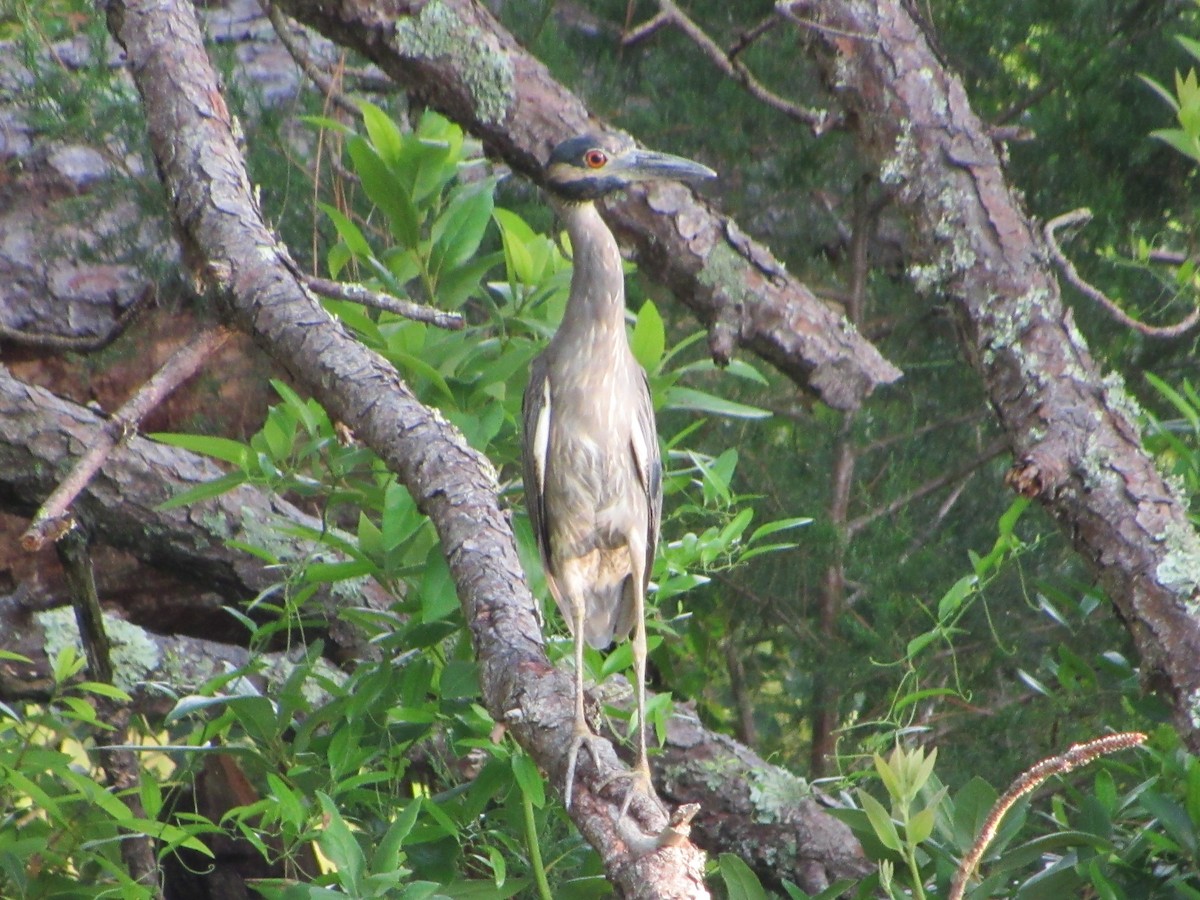 Yellow-crowned Night Heron - Anne Thompson