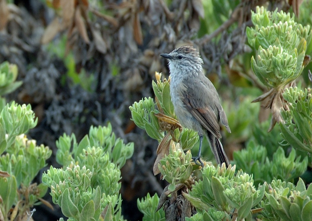 Plain-mantled Tit-Spinetail - ML66744661