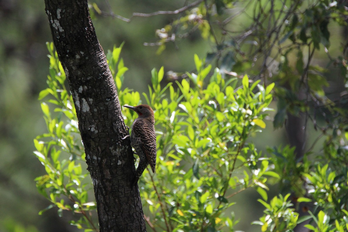 Northern Flicker (Guatemalan) - Lisseth Hernández