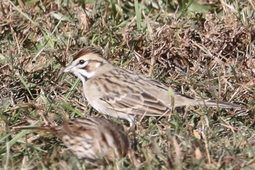 eBird Checklist - 23 Oct 2026 - Coastal Carolina University Campus - 20 ...