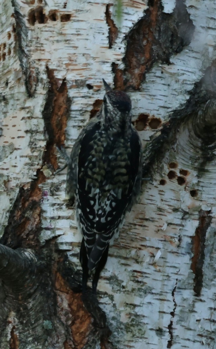 eBird Checklist - 23 Oct 2026 - Home - 3 species