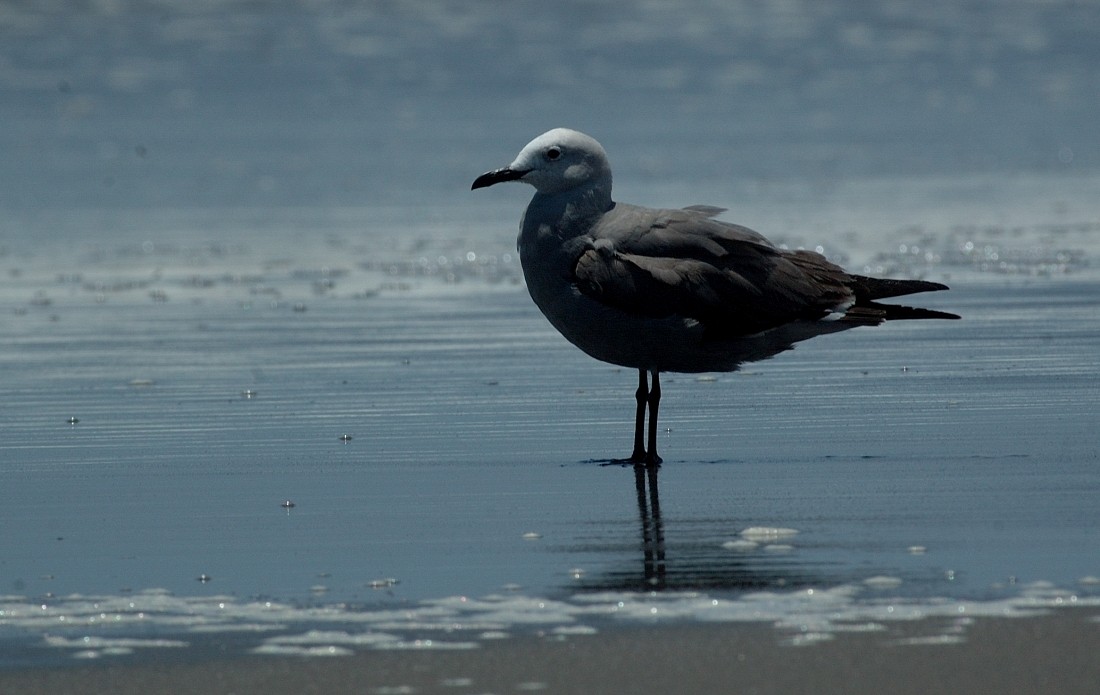 Gray Gull - ML66745331