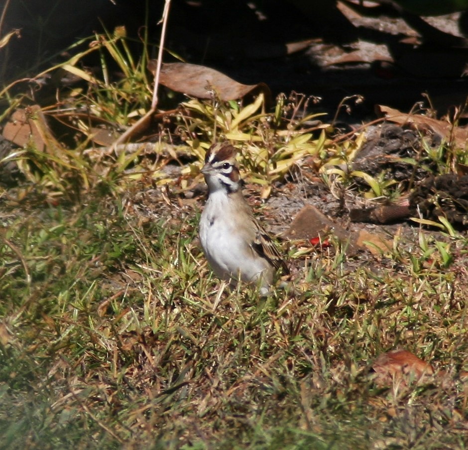 eBird Checklist - 23 Oct 2026 - Disc Golf Course - 7 species