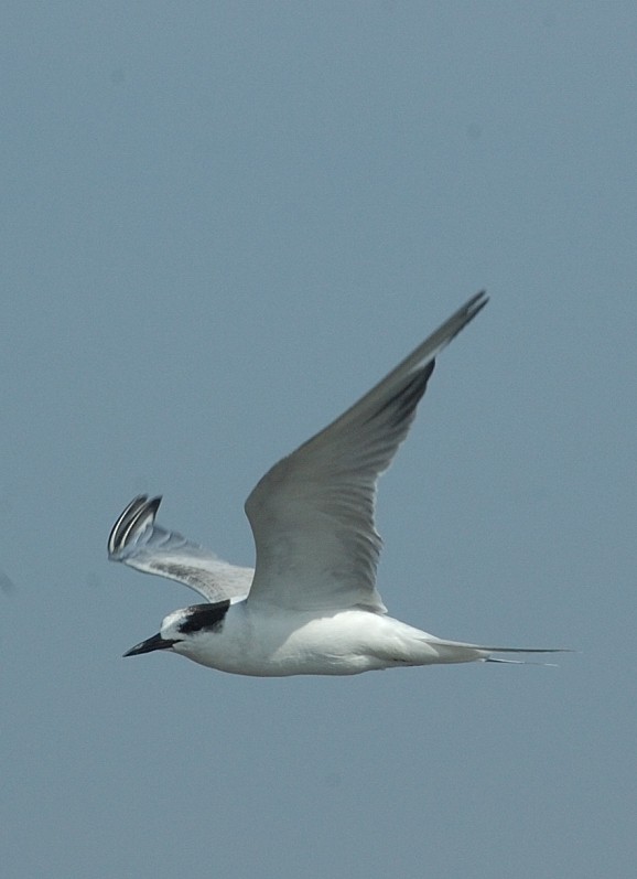 Common Tern - ML66745471