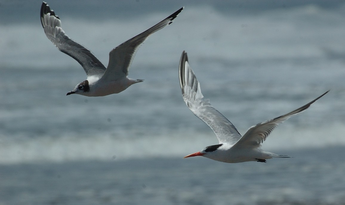 Elegant Tern - ML66745511