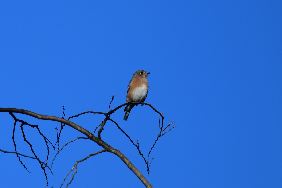 ML667455690 - Eastern Bluebird - Macaulay Library