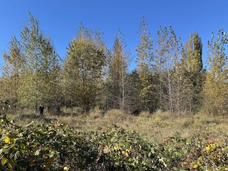 Ocean Grove Meadows, Comox-Strathcona, British Columbia, Canada - eBird ...
