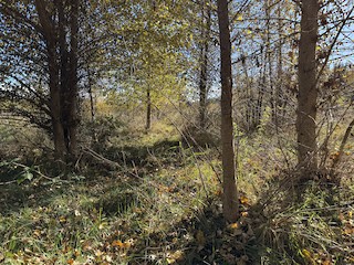 Ocean Grove Meadows, Comox-Strathcona, British Columbia, Canada - eBird ...