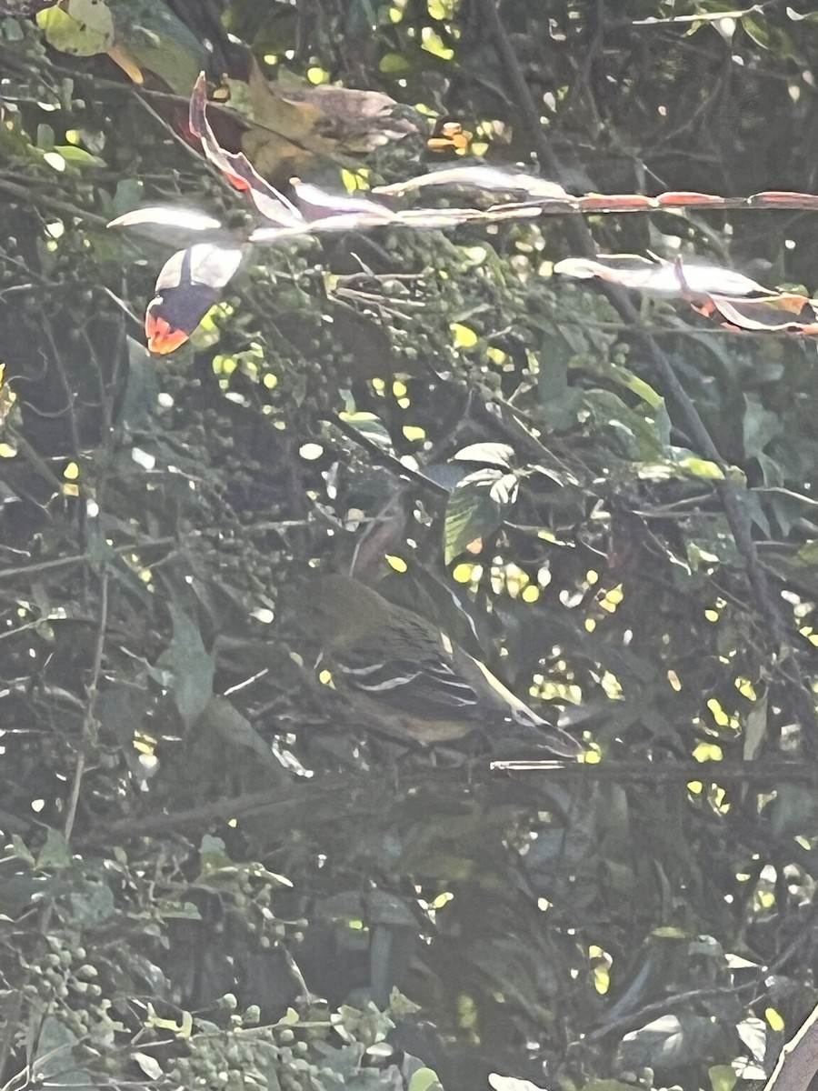 eBird Checklist - 23 Oct 2026 - Langley Pond Park - 27 species (+1 ...