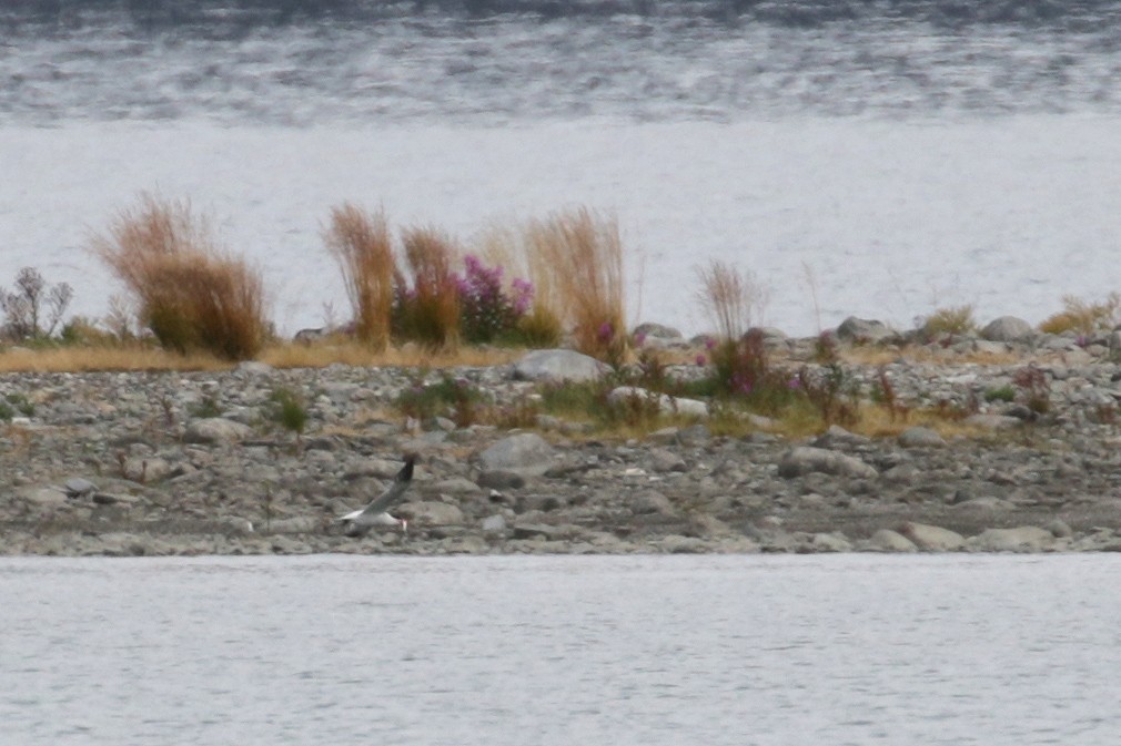 Caspian Tern - ML66745921