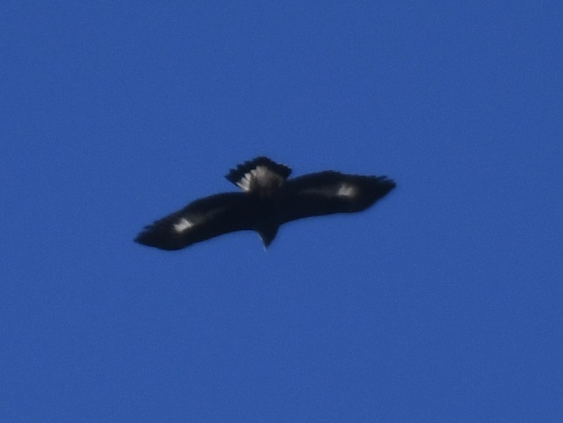 eBird Checklist - 23 Oct 2026 - White Clay Creek SP--Disc Golf Course ...