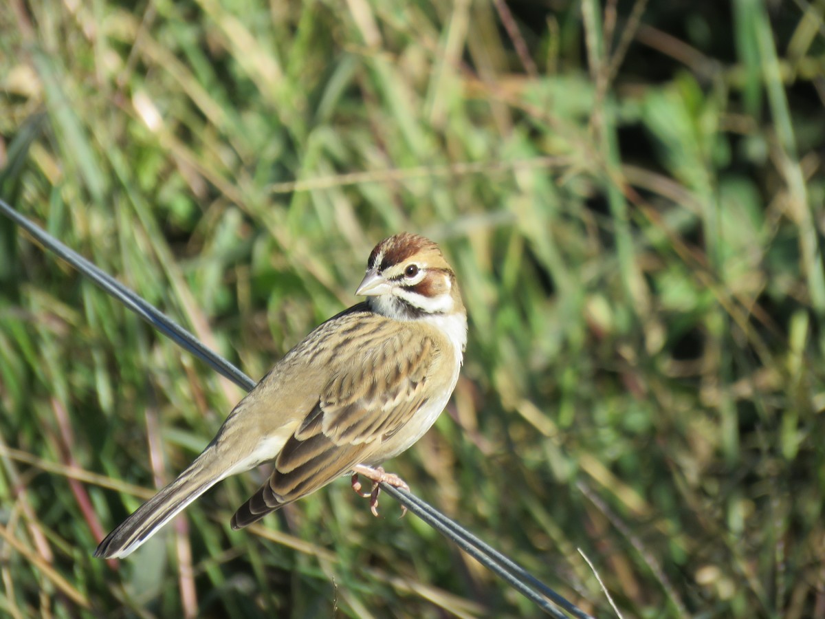 ML667468028 - Lark Sparrow - Macaulay Library