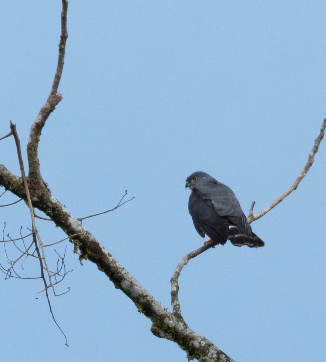 eBird Checklist - 23 Sep 2026 - Reserva Natural La Isla Escondida - 5 ...