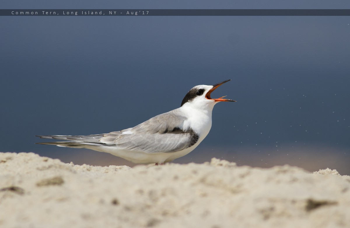 Common Tern - ML66747291