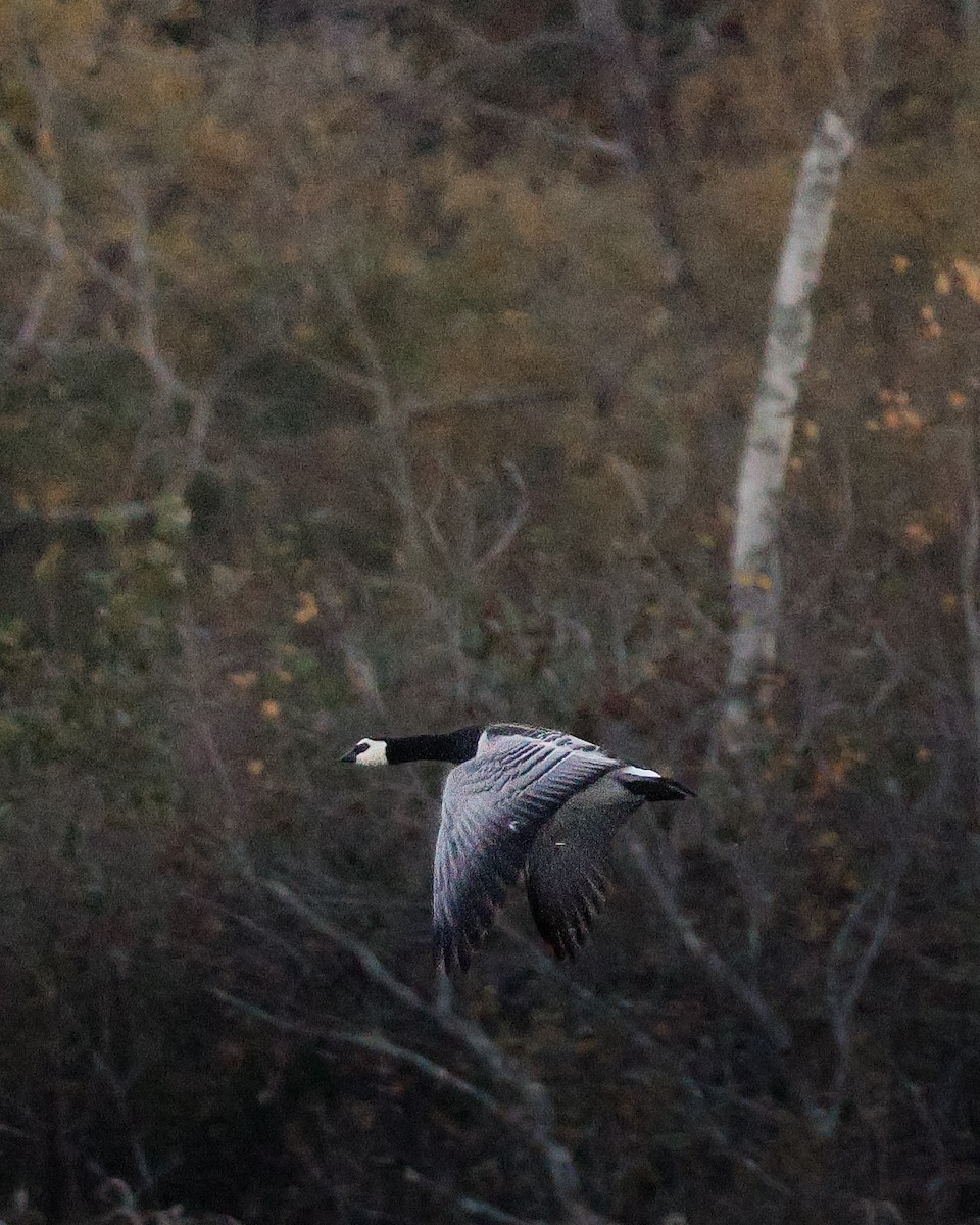 eBird Checklist - 23 Oct 2026 - Hanscom AFB--Virginia Rd. - 11 species