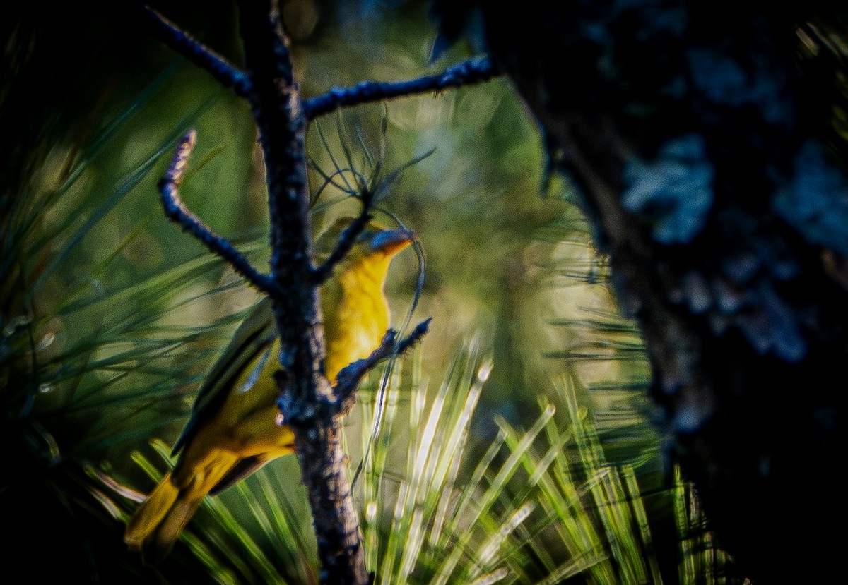 eBird Checklist - 23 Oct 2026 - Lee Newton Park - 26 species