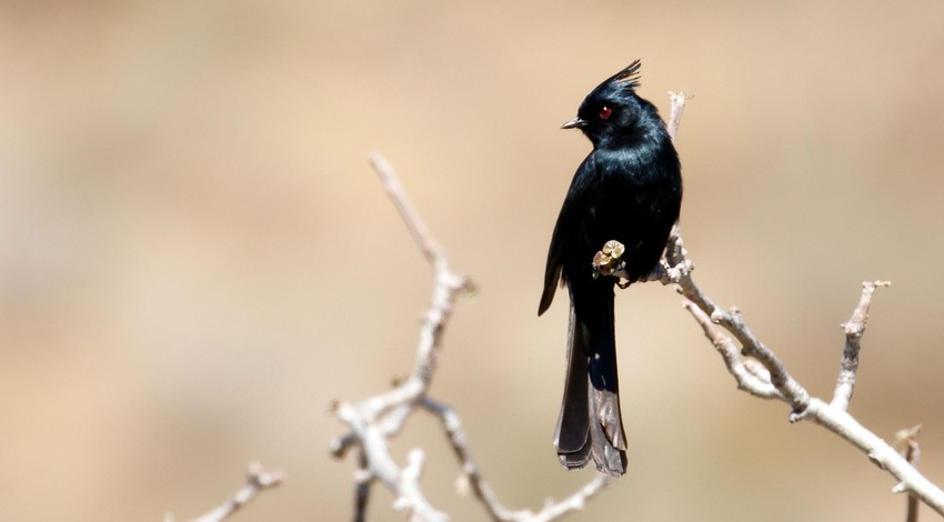 Phainopepla - Rolando Chávez