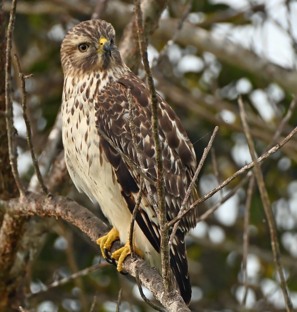 eBird Checklist - 23 Oct 2026 - Big Cypress National Preserve--Oasis ...