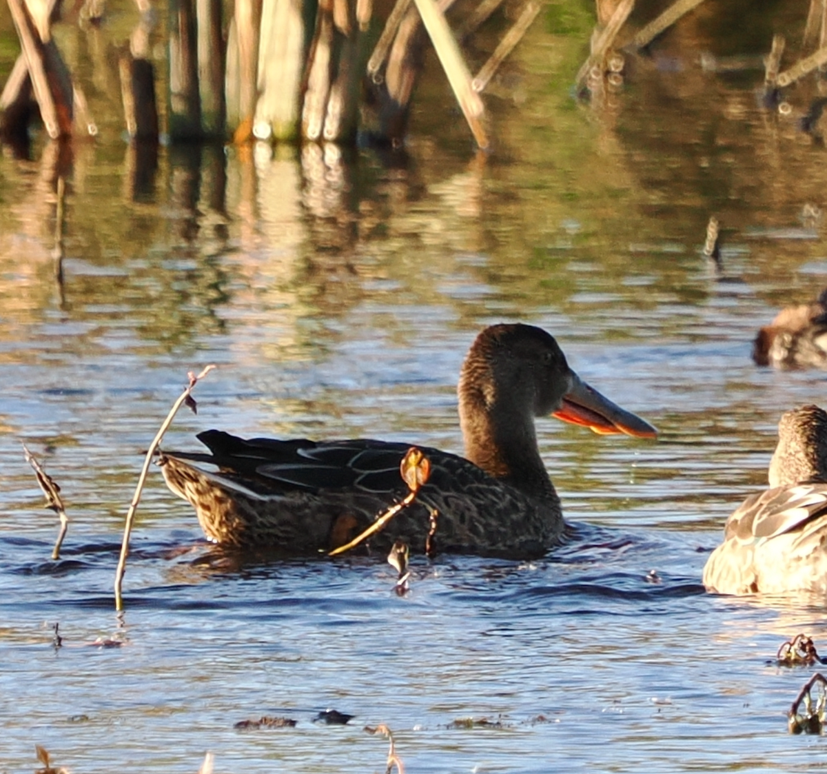 eBird Checklist - 20 Oct 2026 - Montezuma NWR--Wildlife Drive - 13 species