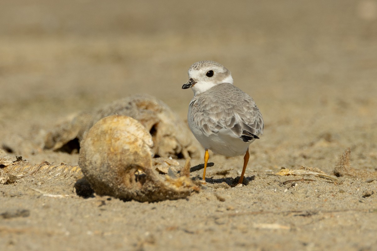 eBird Checklist - 23 Oct 2026 - Cape Hatteras NS--Salt Pond - 39 species