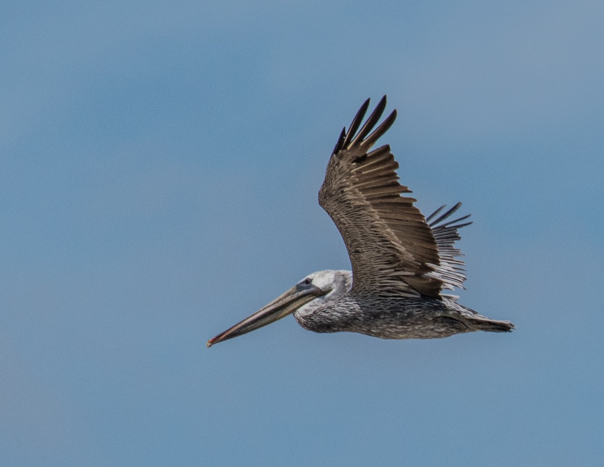 Brown Pelican - ML66748241