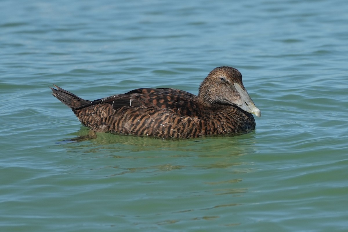 eBird Checklist - 23 Oct 2026 - 4200 Gulf Drive, Holmes Beach, Florida ...