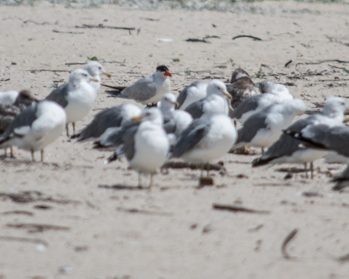 Caspian Tern - ML66748271