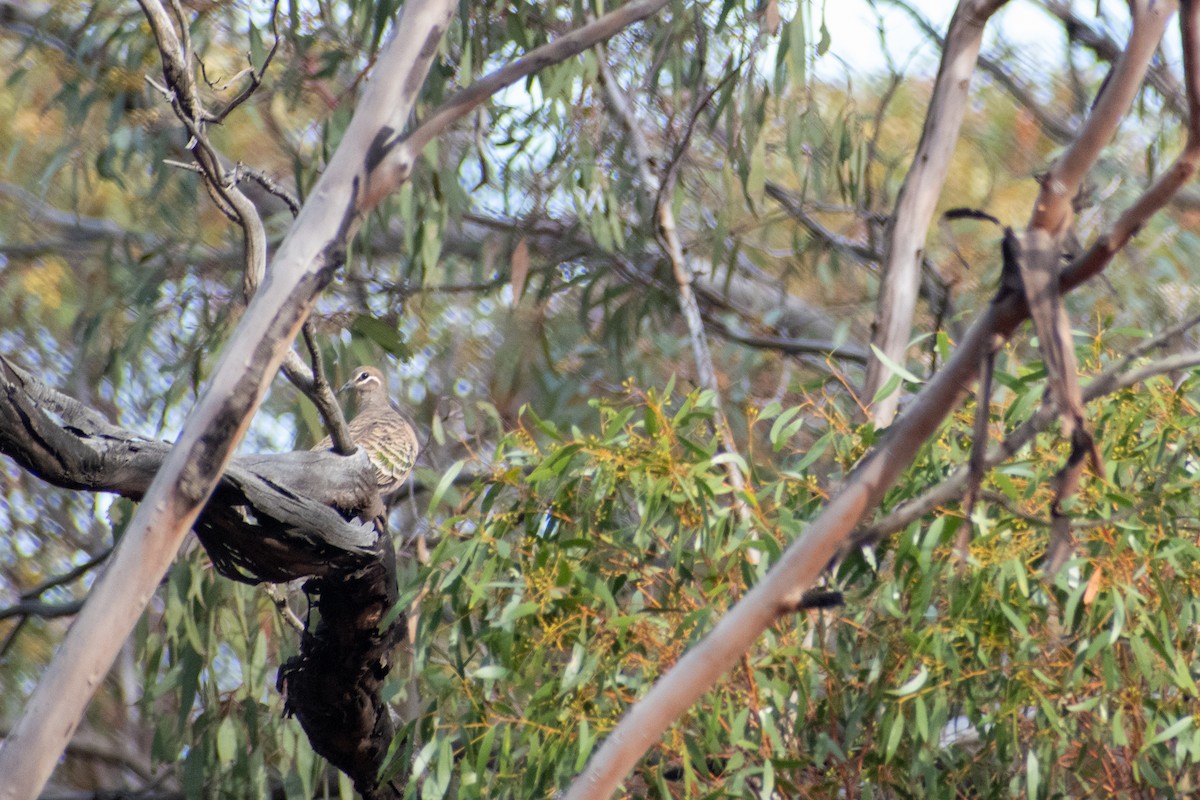 eBird Checklist - 12 Sep 2026 - Douglas Lake, Karramindie AU-WA (-30. ...