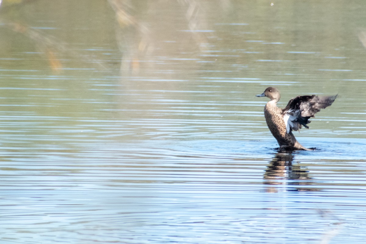 eBird Checklist - 13 Sep 2026 - 6167, The Spectacles AU-WA (-32.2149 ...