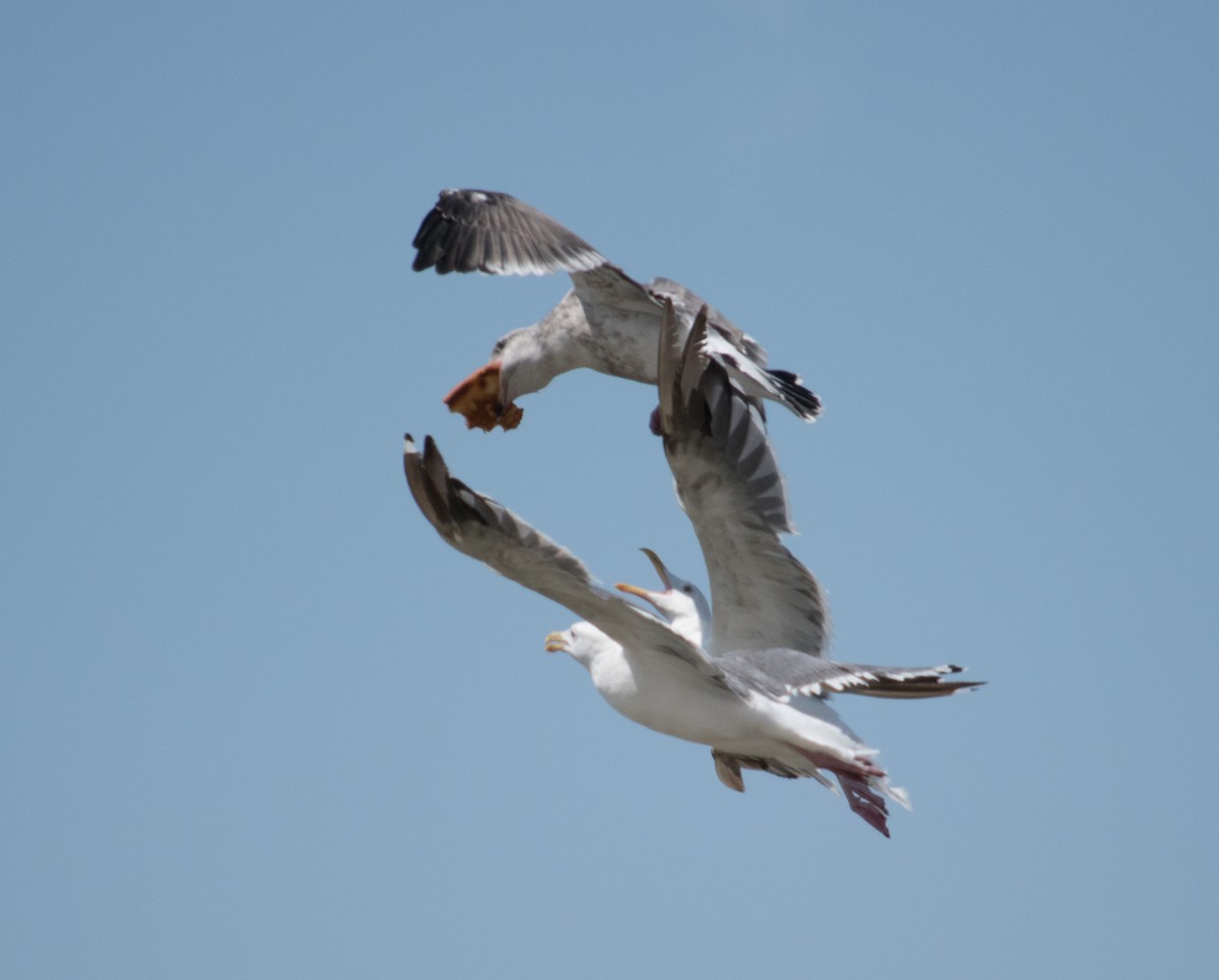 Western Gull - ML66748371