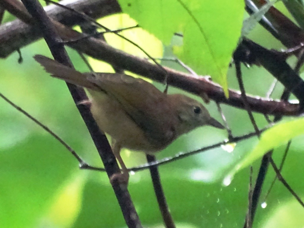 Dusky Antbird - ML66748381