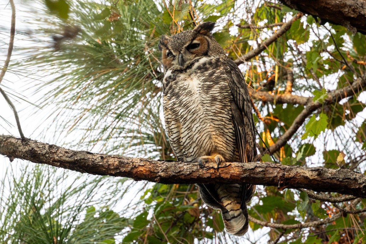 eBird Checklist - 23 Oct 2026 - John S. Taylor Park - 36 species