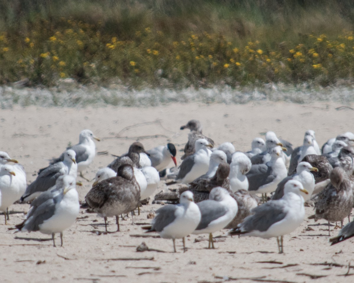 Caspian Tern - Carol Greenstreet