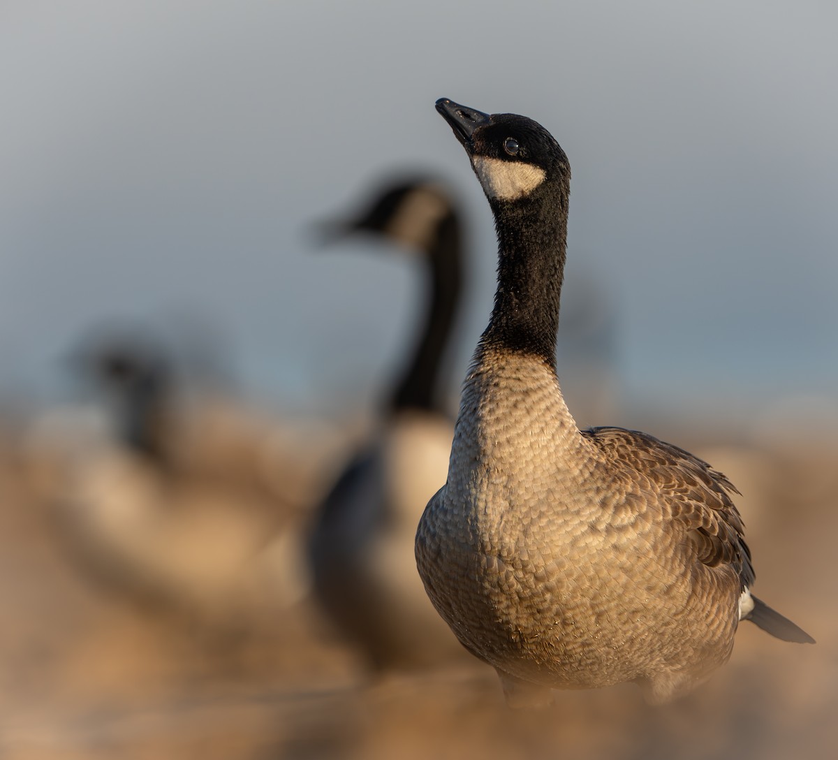 ML667488077 - Cackling Goose - Macaulay Library