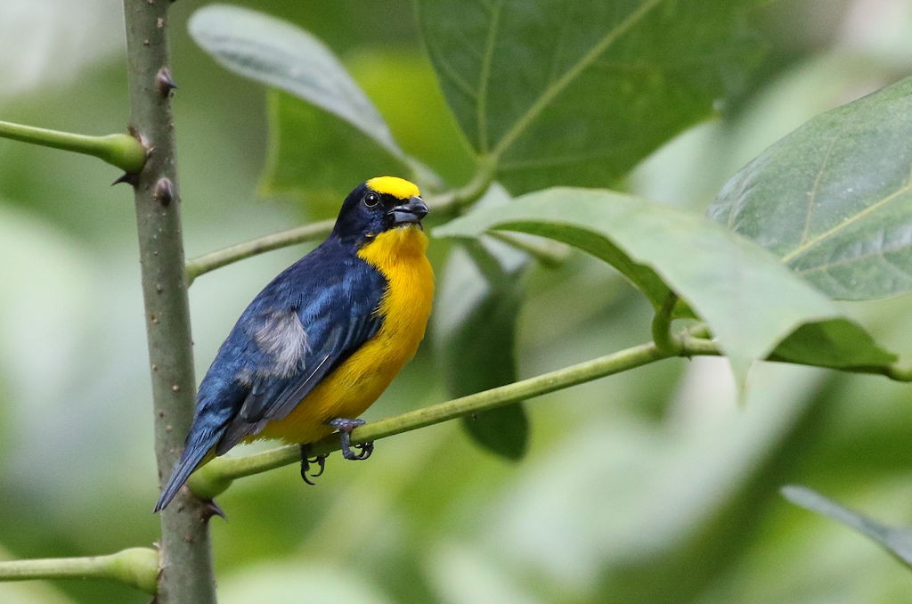 Thick-billed Euphonia - ML66748821