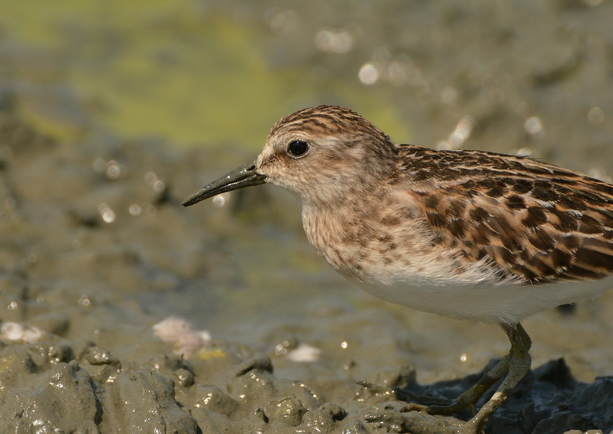 Least Sandpiper - Christopher Clark