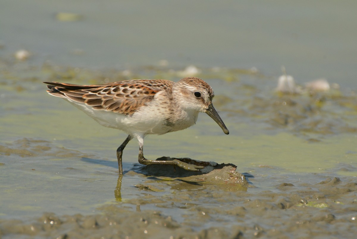 Western Sandpiper - Christopher Clark