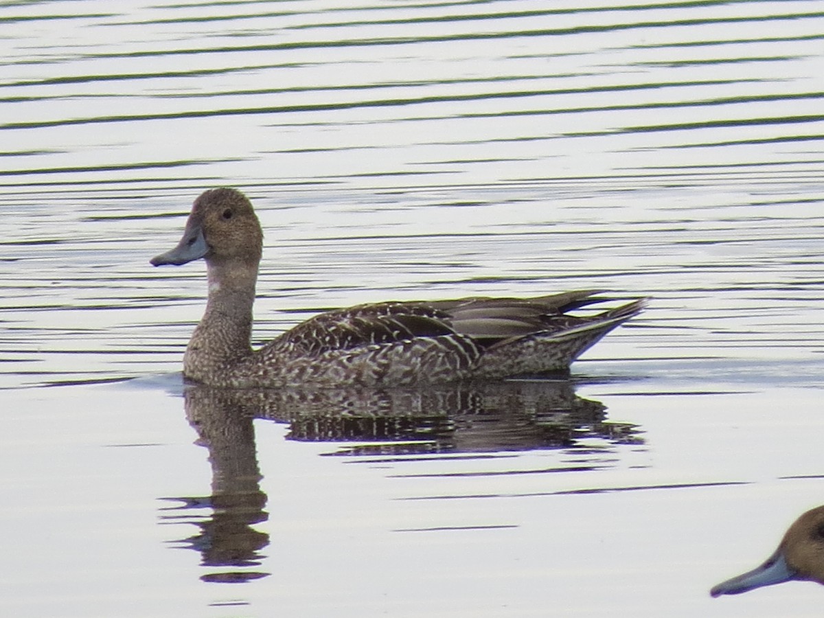 Northern Pintail - Kathleen Dvorak