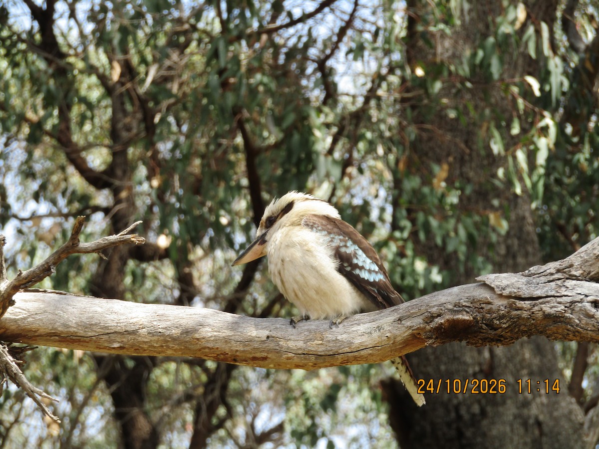eBird Checklist - 24 Oct 2026 - Lake Joondalup--Neil Hawkins Park - 21 ...