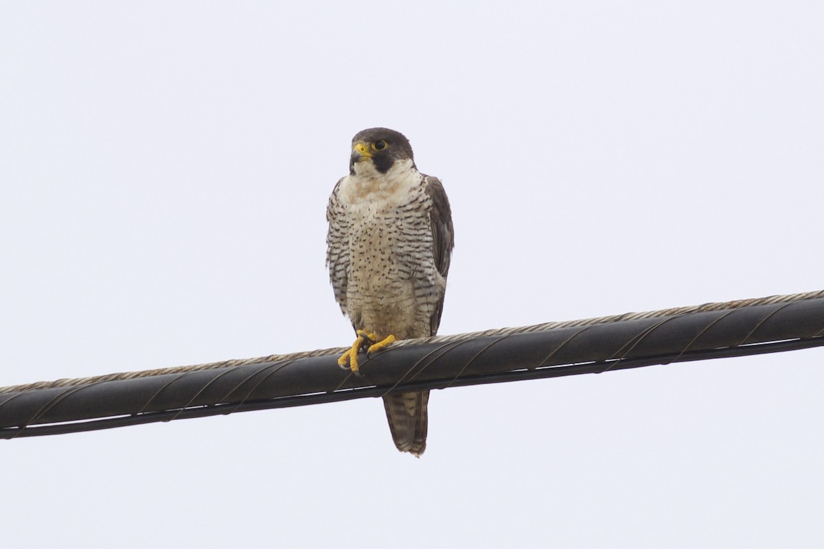 Сапсан - ML66749831