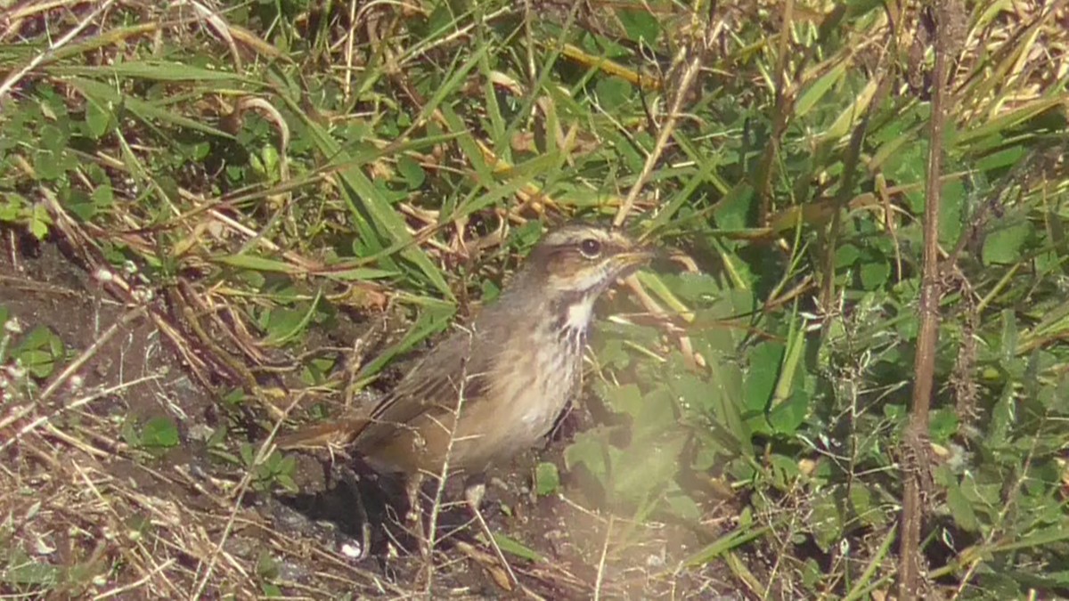 eBird Checklist - 9 Oct 2026 - Fleck - 1 species