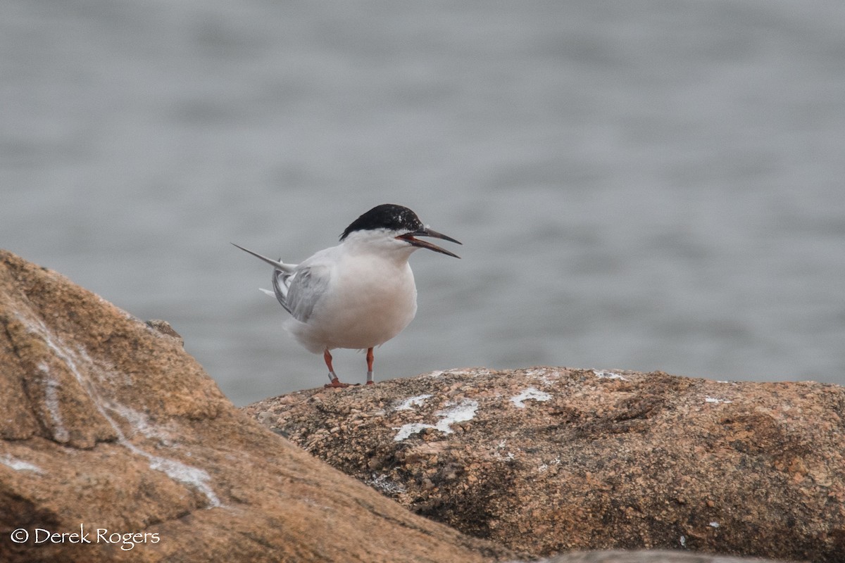 Roseate Tern - ML66749951