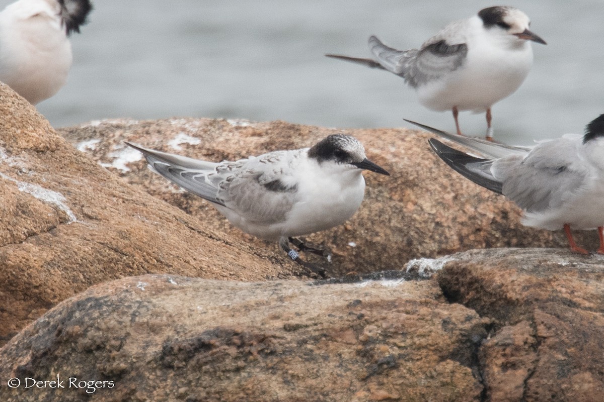 Roseate Tern - ML66750021