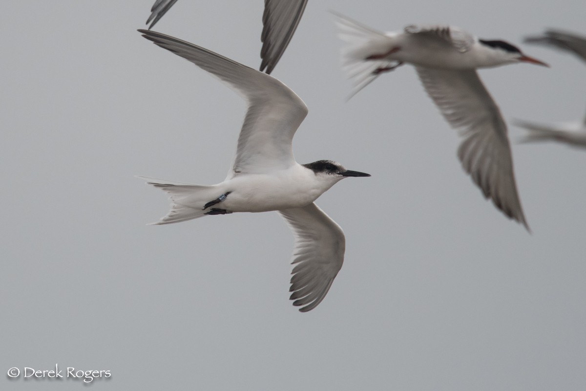 Roseate Tern - ML66750081