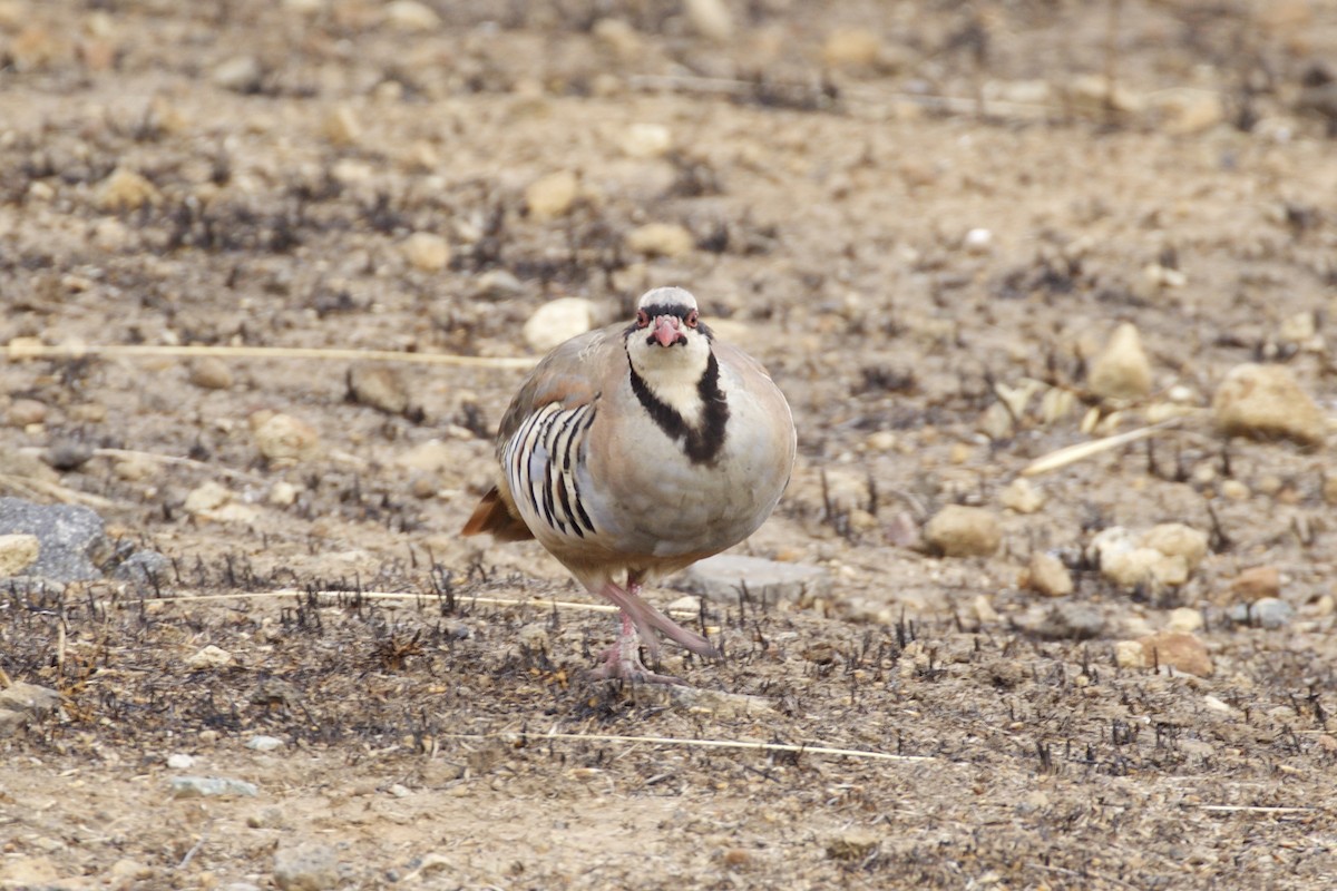 Chukar - ML66750841