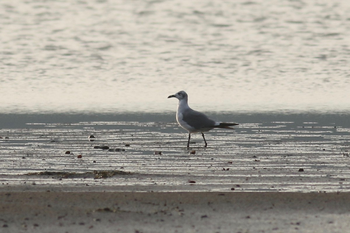 Laughing Gull - Zach Millen