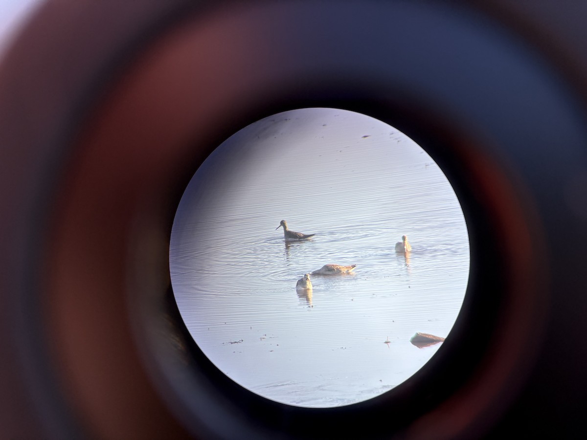 eBird Checklist - 24 Oct 2026 - Sebasticook Lake--Durham Bridge - 14 ...